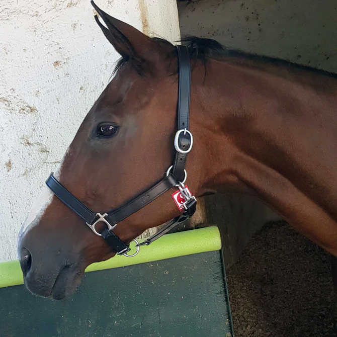 halter_hc_leather_solo