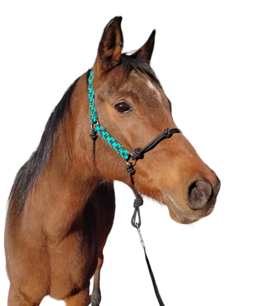 Paracord Pressure Halter Turquoise